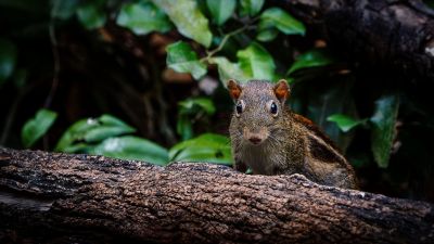 Berdmore-Palmenhörnchen / Berdmore's Ground Squirrel - Indochinese Ground Squirrel