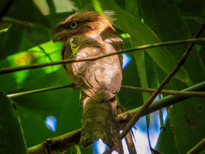 Javafroschmaul / Horsfield's Frogmouth - Javan Frogmouth