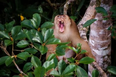 Javaneraffe - Langschwanzmakak / Crab-eating Macaque - Long-tailed Macaque