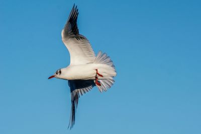 Lachmöwe / Black-headed Gull