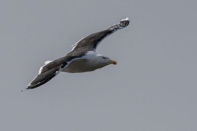 Mantelmöwe / Great Black Backed Gull
