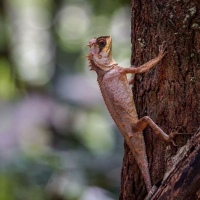 Masken-Nackenstachler / Masked Spiny Lizard - Boulenger's pricklenape - Masked horned tree lizard
