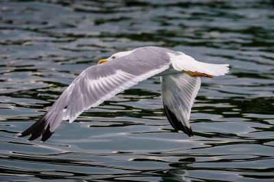 Mittelmeermöwe / Yellow-legged Gull