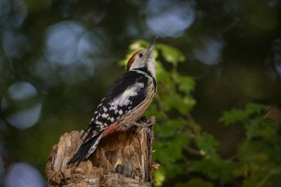 Mittelspecht / Middle Spotted Woodpecker