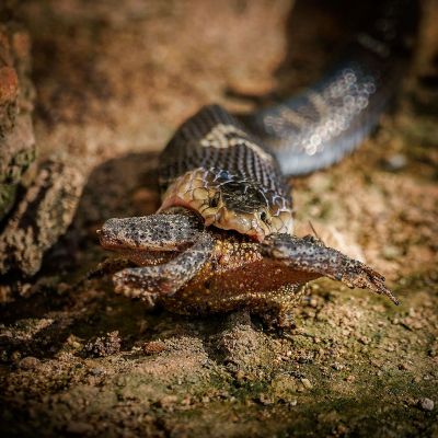 Monokelkobra / Monocled Cobra