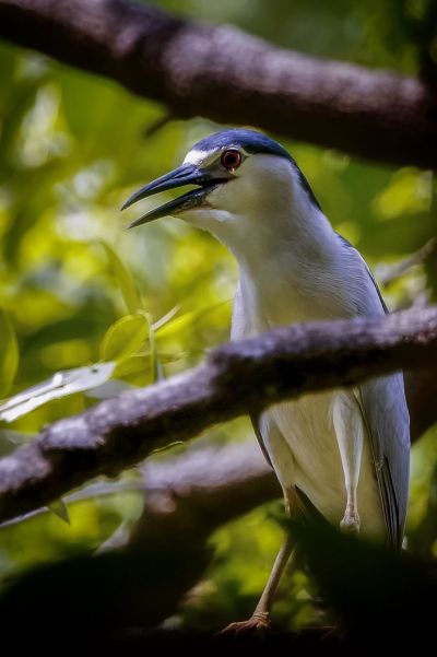 Nachtreiher / Black-crowned Night-heron