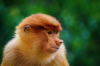 Nasenaffe (W) / Proboscis monkey - Long nosed monkey