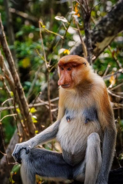 Nasenaffe (W) / Proboscis monkey - Long nosed monkey
