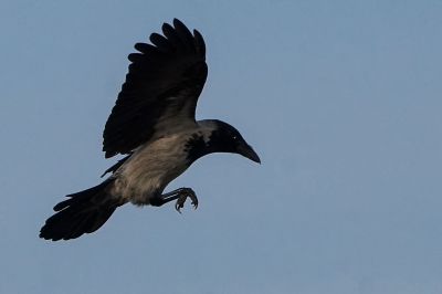 Nebelkrähe / Carrion Crow - Landeanflug!