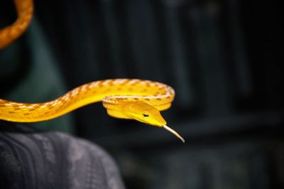 Peitschennatter - Baumschnüffler / Oriental Whip Snake - Asian vine snake