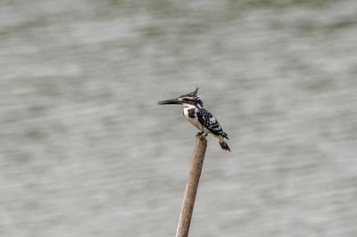 Graufischer / Pied Kingfisher