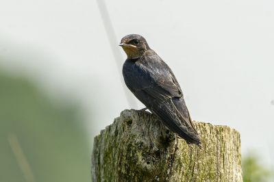 Rauchschwalbe (Juv) / Barn Swallow