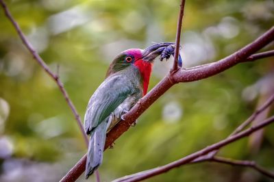 Rotbartspint / Red-bearded Bee-eater