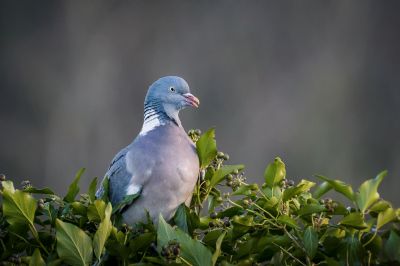 Ringeltaube / Common wood pigeon