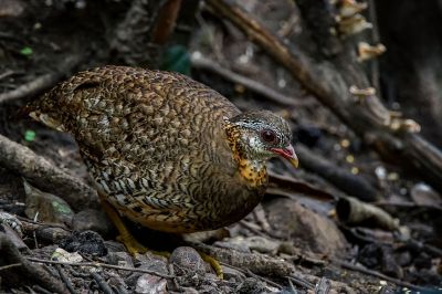 Grünfuß Buschwachtel / Scaly-breasted Partridge (Green-legged Hill-partridge)