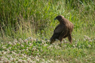 Schreiadler (juv) / Lesser Spotted Eagle