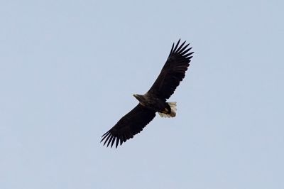 Seeadler / White-tailed Eagle - Eagle of the rain  - Gray Eagle - White-tailed Sea-eagle