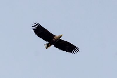 Seeadler / White-tailed Eagle - Eagle of the rain  - Gray Eagle - White-tailed Sea-eagle