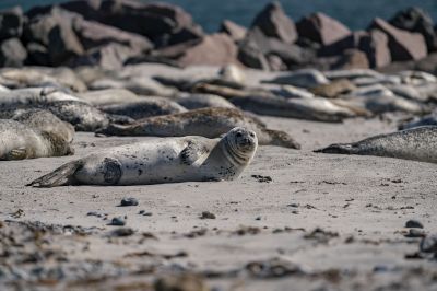 Seehund / Harbor Seal - Common Seal