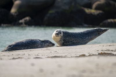 Seehund / Harbor Seal - Common Seal