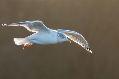 Silbermöwe / European Herring Gull