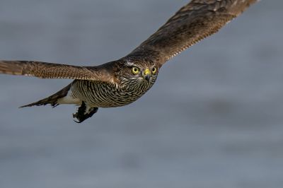 Ein juveniler Sperber im Flug / Eurasian Sparrowhawk, oder auch Northern Sparrowhawk