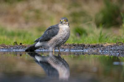 Sperber (M) /  Eurasian Sparrowhawk - Northern Sparrowhawk