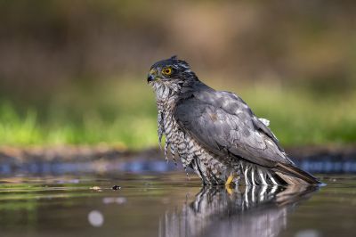 Adultes Sperber Männchen / Eurasian Sparrowhawk, oder auch Northern Sparrowhawk