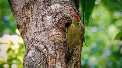 Burmagrünspecht (M) / Streak-breasted Woodpecker