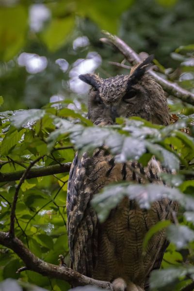Uhu / Eurasian Eagle-owl