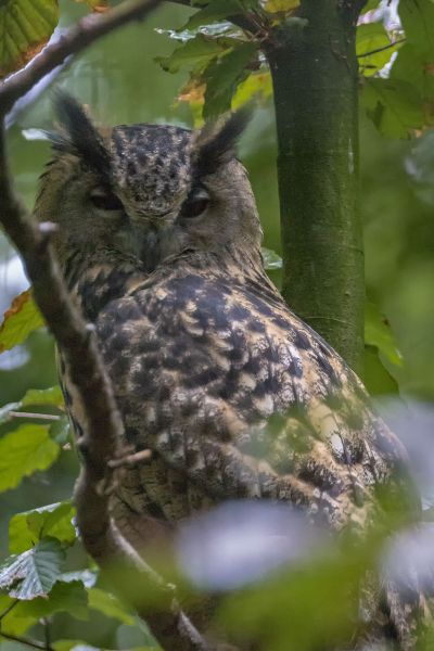 Uhu / Eurasian Eagle-owl