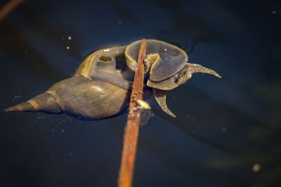 Spitzschlammschnecke / Great Pond Snail