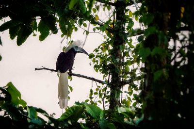 Langschopf-Hornvogel (W) / White-crowned Hornbill