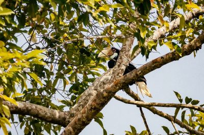 Furchenhornvogel (W) / Wreathed Hornbill