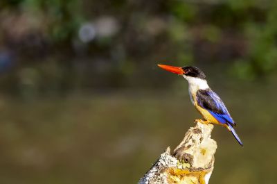 Kappenliest / Black-capped Kingfisher