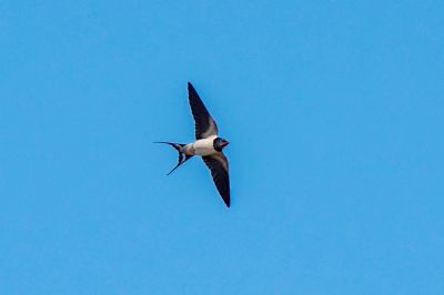 Rauchschwalbe / Barn Swallow