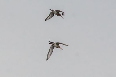 Uferschnepfe (M,F) / Black-tailed Godwit