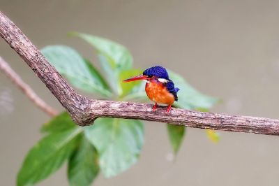 Menintingeisvogel / Blue-eared Kingfisher