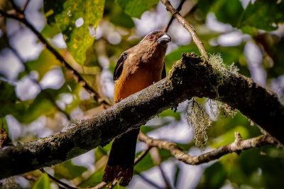 Borneobaumelster / Bornean Treepie