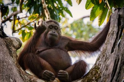 Borneo-Orang-Utan / Bornean Orangutan