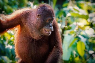 Borneo-Orang-Utan / Bornean Orangutan