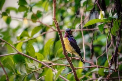 Braunkehl-Nektarvogel / Brown-throated Sunbird - Plain-throated Sunbird