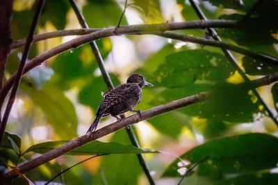 Tukkispecht (W) / Buff-necked Woodpecker