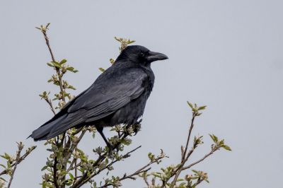 Rabenkrähe / Carrion Crow