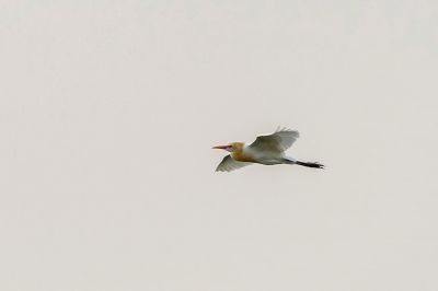 Kuhreiher / Cattle Egret