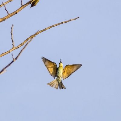 Braunkopfspint / Chestnut-headed Bee-eater