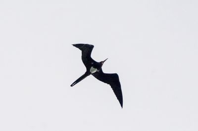 Weißbauch Fregattvogel (M) / Christmas Frigatebird - Christmas Island frigatebird