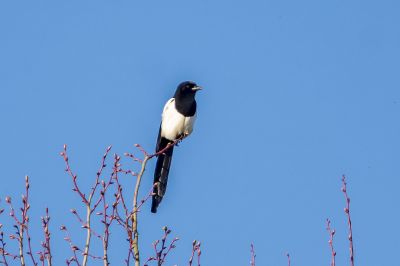 Elster / Common Magpie