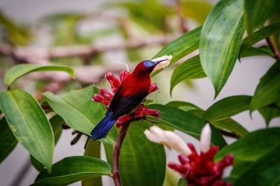 Karmesinnektarvogel / Crimson Sunbird