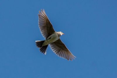 Feldlerche / Eurasian Skylark